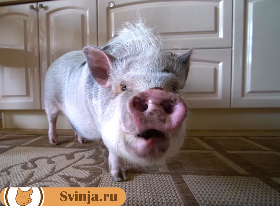 свиньи-мини-пиги