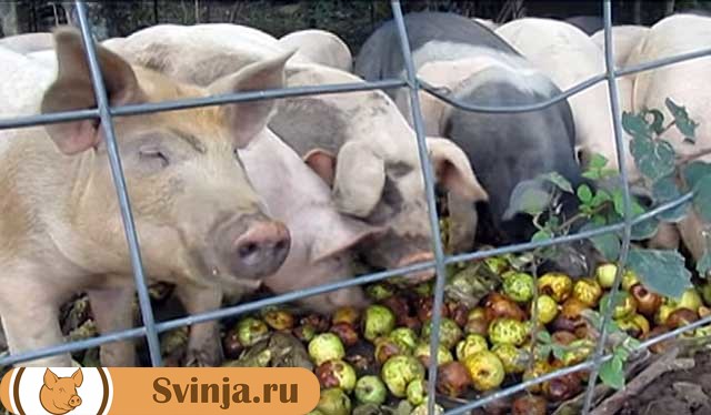 Пищевые отходы для свиней