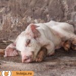 Как проявляется отечная болезнь свиней