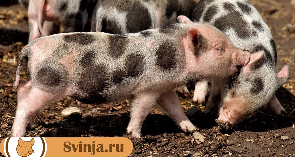 Кормление свиноматок: в период супоросности и после опороса