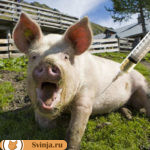 Снотворное для свиней: показания, применение